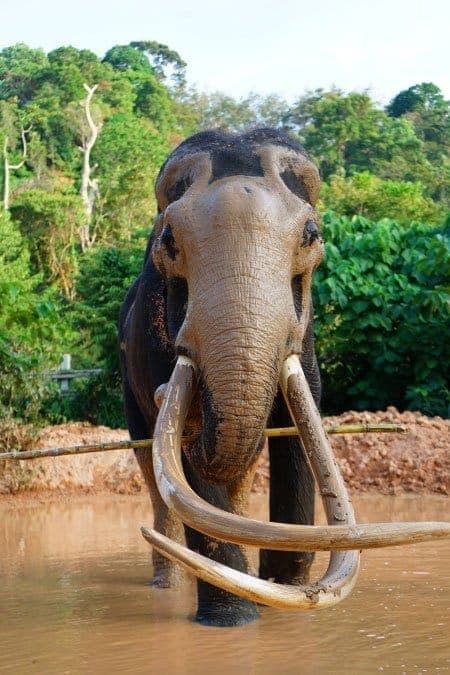 Elephant Package