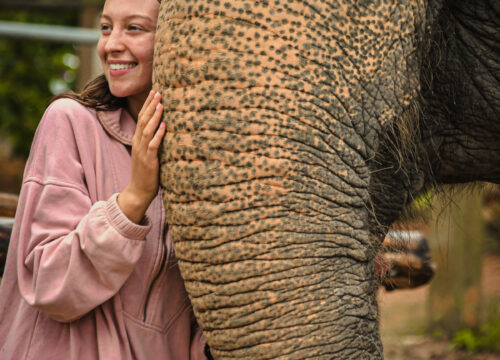 Give a Love to the Big Heart Elephants