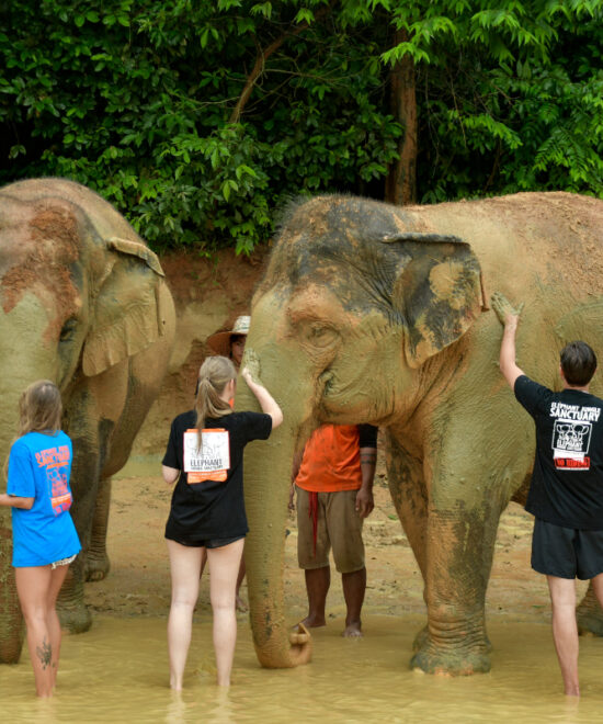 Elephant Jungle : Half Day Visit