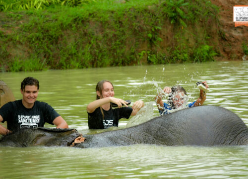 Do More with Half Day Tour with Elephants