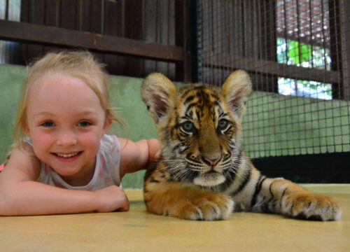 Tiger Park Package Play 3 Big and Smallest+Small or Medium